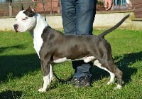 Étalon American Staffordshire Terrier - CH. Jww13.king of my heart Of nimiloxus