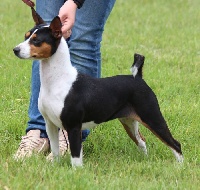 Étalon Basenji - Omana black lady angel silvestre