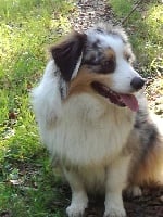 Oslo blue du Jardin des Heliades