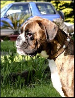 Étalon Boxer - Lola of gypsy the dog at golden eyes