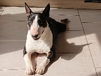 Étalon Bull Terrier - Head Full November rain