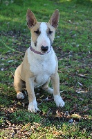 Étalon Bull Terrier Miniature - Olympe Des jardins de margaux