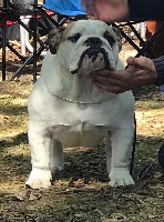 Étalon Bulldog Anglais - CH. brooksiebull Laced in white