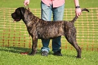 Étalon Cane Corso - Milla Des Deesses Du Temple