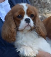 Étalon Cavalier King Charles Spaniel - Lylou Des contemplations