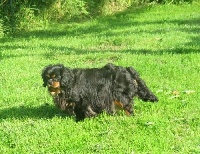 Étalon Cavalier King Charles Spaniel - Luciole de la maison du ryez