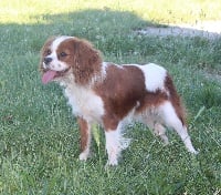 Étalon Cavalier King Charles Spaniel - Madison (Sans Affixe)