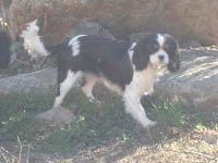 Étalon Cavalier King Charles Spaniel - Nancy De La Prairie Des Moulins