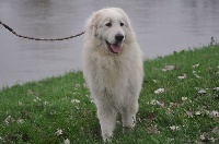 Étalon Chien de Montagne des Pyrenees - Mélisse Du Domaine De Ki Gwenn