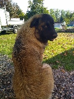 Étalon Chien de la Serra Estrela - Narko de Chesapeake's Bay