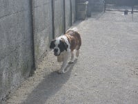 Étalon Chien du Saint-Bernard - Maya Du Fort Noir