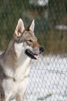 Étalon Chien-loup tchecoslovaque - Iria allouw de l'Ame des Loups