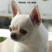 Étalon Chihuahua - Voxel Ux Nox