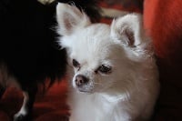 Étalon Chihuahua - Léa de Celaya