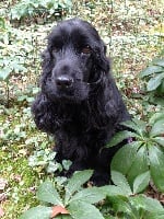 Étalon Cocker Spaniel Anglais - Lastar dite lana Of merrily