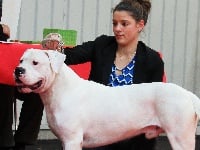 Étalon Dogo Argentino - Nino caliente del senor vulco