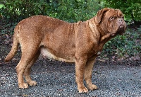 Étalon Dogue de Bordeaux - Leeloo lonsdale Du Val De Médicis