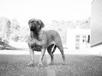 Étalon Dogue de Bordeaux - Melenig De La Forêt Des Deesses