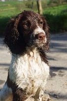 Étalon English Springer Spaniel - Nice (Sans Affixe)