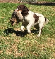 Étalon English Springer Spaniel - Nissa (Sans Affixe)