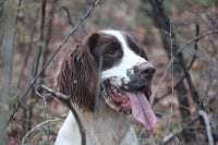 Étalon English Springer Spaniel - Opium Des eaux vives