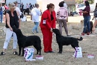 Étalon Flat Coated Retriever - Mandaral Now you see me