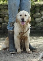 Étalon Golden Retriever - Jennifer du haut de la Girauderie