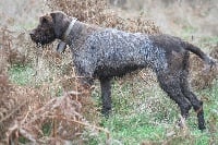 Étalon Griffon d'arrêt à poil dur Korthals - TR. CH. Luna des Gorges de la Luzège