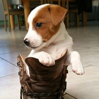 Étalon Jack Russell Terrier - Mascotte Du domaine saint martin