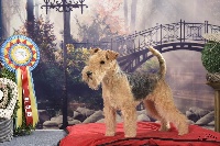 Étalon Lakeland Terrier - CH. Absolute dolce vita Lovely only me