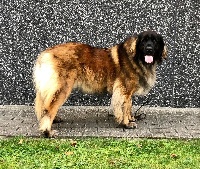 Étalon Leonberger - medvebergi maszkos Lady sansa