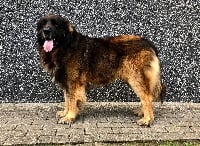 Étalon Leonberger - Kory de la roseraie pourpre