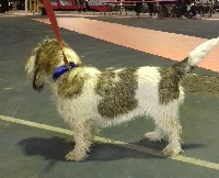 Étalon Petit Basset griffon vendeen - Mure du Tuc de la Perdrix