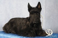 Étalon Scottish Terrier - CH. Ty chas skot July sunshine