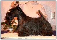 Étalon Scottish Terrier - Légendes d'automne du Clan des Petits Colonels