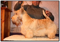 Étalon Scottish Terrier - Naplusoif du Clan des Petits Colonels