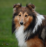 Étalon Shetland Sheepdog - Moïra blonde du Cèdre Enchanté