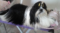 Étalon Shih Tzu - Marquise des anges Prince Liam