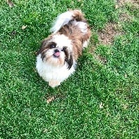 Étalon Shih Tzu - Néfertiti de la maison du ryez