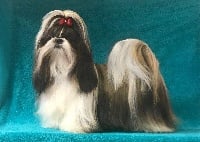 Étalon Shih Tzu - Mandarin Garden's Nepalaya