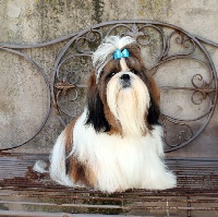 Étalon Shih Tzu - lagreyn Amadeo