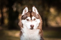 Étalon Siberian Husky - New victory dit nitro of Nordic Forest