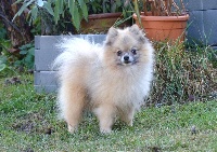 Étalon Spitz allemand - white angel's Ewan