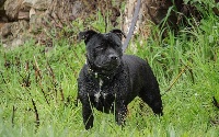 Étalon Staffordshire Bull Terrier - Legacy Staffords Miss boo boo