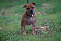 Étalon Staffordshire Bull Terrier - Hunzzy Family Memphis belle