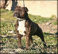 Étalon Staffordshire Bull Terrier - orosbroy Rooney coleman at vangerbull