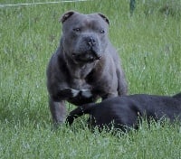 Étalon Staffordshire Bull Terrier - Mister be or not to be du domaine des Alunts