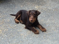 Étalon Terrier de chasse allemand - Nessy De ladelazolle