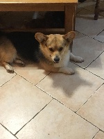 Étalon Welsh Corgi Pembroke - Millesime du clos de reverie