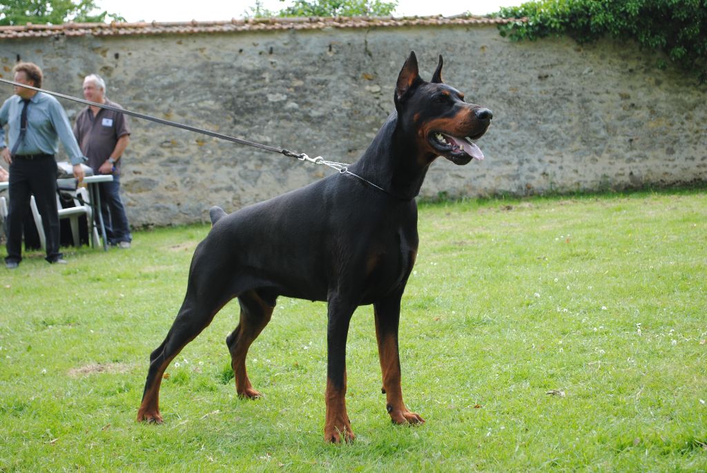 CH. Dark De la vallee de la seine